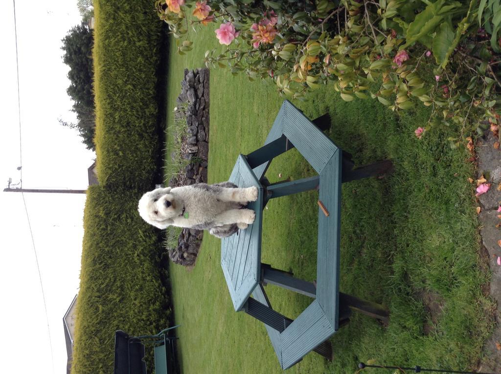 Riverwalk House B&B Oughterard Dış mekan fotoğraf
